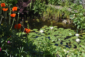 Gartenteich, Gartenydille