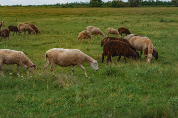 Naklejka na ściany i meble Summer rural landscape. A flock of sheep in a beautiful meadow. A picturesque landscape against the background of sheep in a pasture with green grass. Sheep graze in a meadow.