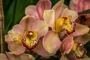 Pink Cymbidium Flower