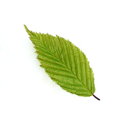 Hainbuche, Carpinus betulus