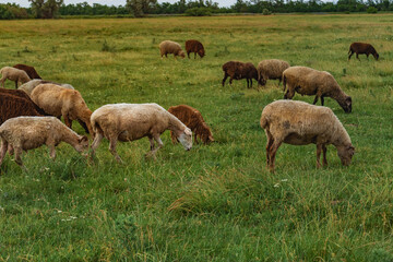 A flock of sheep in a beautiful meadow. Summer rural landscape. A picturesque landscape against the background of sheep in a pasture with green grass. Sheep graze in a meadow.