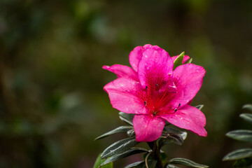 Pink Rhododendron Flower, Darjeeling, India
