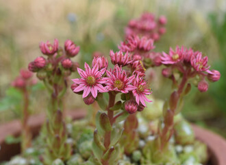 Hauswurz, Dachwurz, Sempervivum, tectorum