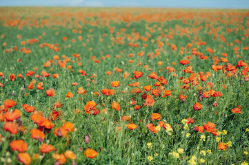 beautiful red poppies in a green field. Many flowers