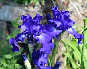 Schwertlilie, Iris Barbata-Elatior, Blue Rhythm