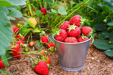 Red ripe juicy strawberries in a metal bucket in a mulched garden. Harvesting organic berries.
