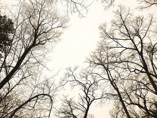 Fototapeta na wymiar Dark Forest sky