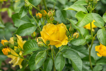 Rose Lemon Fizz Kolorscape with brilliant, deep-yellow, non-fading flowers