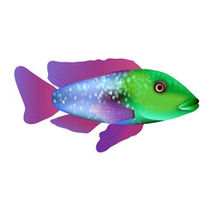 Exotic multicolored fish
