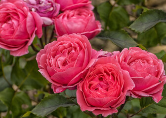 Rose Impala Kordes. The lush plant with very free-flowering