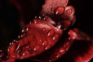 Lead of red tulip with highly detalized water drops on it
