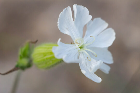 Ojibwe Bilder Durchsuchen 1,306 Archivfotos, und