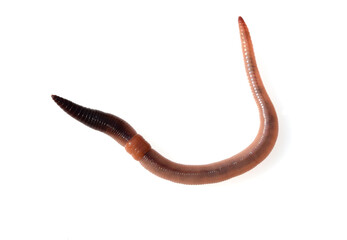 Tauwurm, Tauwuermer, Lumbricus, terrestris