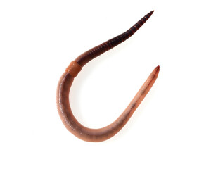 Tauwurm, Tauwuermer, Lumbricus, terrestris