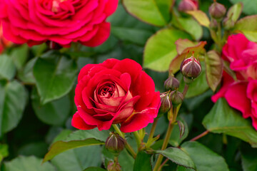 Beetrose 'the Worth seeing'. Magnificent, double flowers peek out from the dense foliage