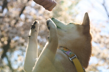 Shiba Inu training in park with blooming sakura and sun rays on back