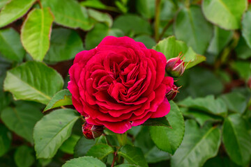 Beetrose 'the Worth seeing'. Selected varieties of exquisite roses for parks, gardens