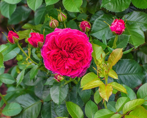 Rosen Tantau 2014. Flowers with a bewitchingly strong scent of old roses add purple-violet accents...