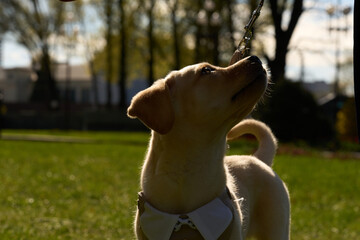 Labrador Retriever in suit looks in direction of dog's lead