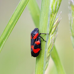 Cercopis intermedia in its typical prairie habitat. Cercopis intermedia is a species of froghopper in the family Cercopidae.