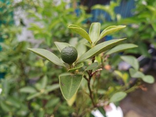 Lemons are still on the tree that grows in the yard of the house