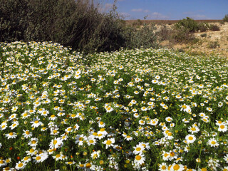 Negev woestijn in bloei; Negev desert in bloom; Israel