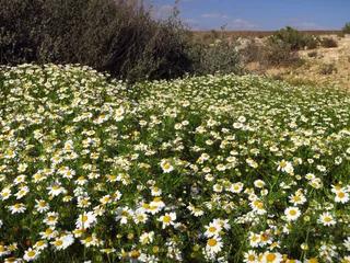 Deurstickers Negev woestijn in bloei  Negev desert in bloom  Israel © AGAMI