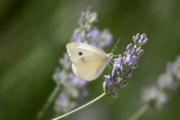 Butterfly pollinating a lavender