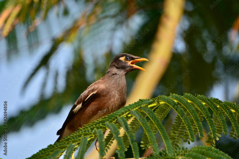 Wall mural Acridotheres tristis on tree in garden.