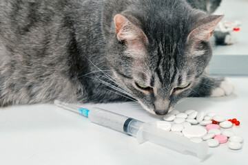 A cat lies next to pills and a syringe on a table in a veterinary hospital