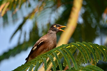 Acridotheres tristis on tree in garden.