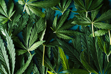 Background of green cannabis leaves close up