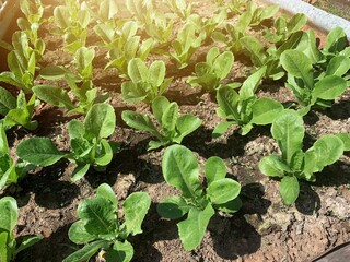 Vegetable plot of growing green cos lettuce or romaine with effect warm light