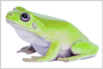 frog with a white background