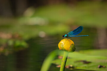 TOA_9518-1_BRONA_AST