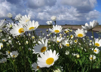 Deurstickers Madeliefjes op Texel  English Daisy on Texel, Netherlands © AGAMI