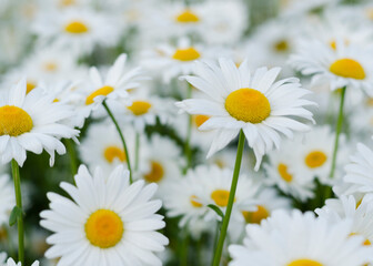 Obraz na płótnie Canvas Daisy flower on green meadow 8