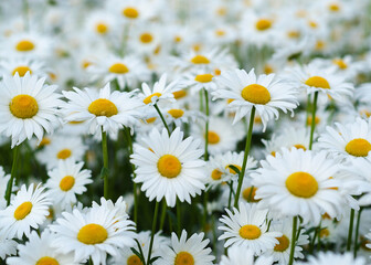 Daisy flower on green meadow 13