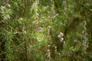 TOA_7253-1_Moenchsgrasmuecke_BRONA_AST