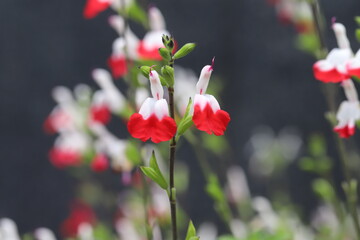 春の公園に咲く黄色いチューリップの花 Wall Mural 俊朗 浅川