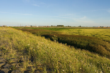 Naklejka premium Tidal creeks at Den Oever