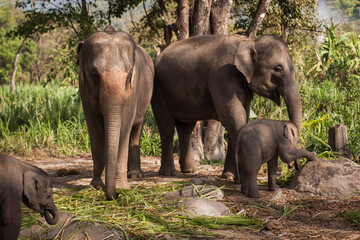 Fototapeta na wymiar Big Gray Mother, Father Elephant with baby outside in Thailand. Nature, Family