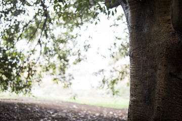 Green tree