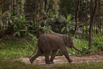 Gray baby Elephant play  outside  in Thailand. Nature, wild life