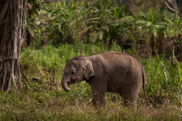 Obraz premium Gray baby Elephant play outside in Thailand. Nature, wild life