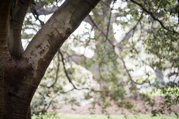 Green tree