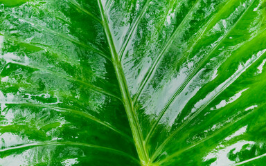 Close up of a large wet and glossy Fresh Green New Taro Colocasia Elephant Ear Plants or Arbi Leaf...