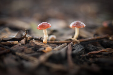 Mushrooms