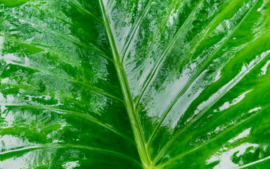 Close up of a large wet and glossy Fresh Green New Taro Colocasia Elephant Ear Plants or Arbi Leaf (honeycomb like pattern and hydrophobic surface) shinning due to rain on them. Nature Background.