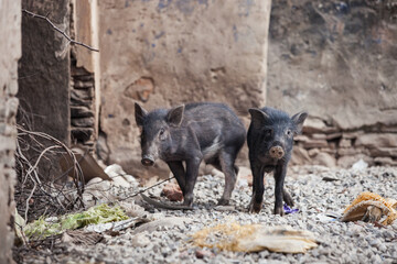 two black wild little baby boar in old city .